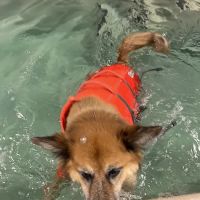 Aquatic Paws ico