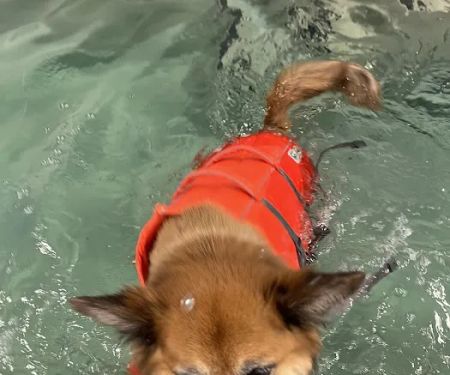 Aquatic Paws