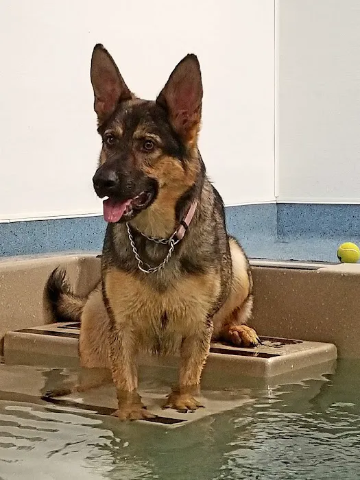 Aquatic Paws Picture 6