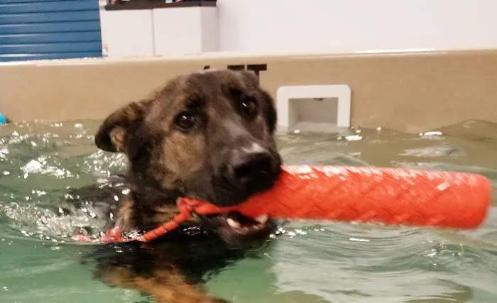 Aquatic Paws Picture 10
