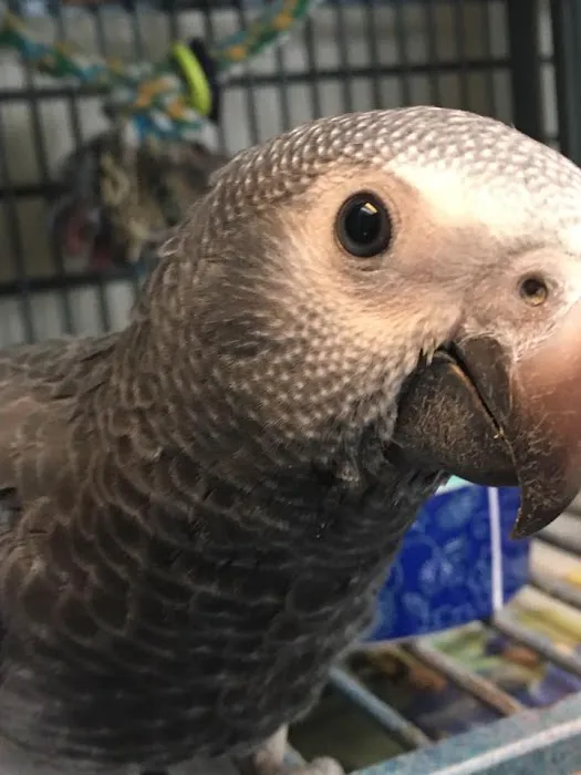 American Bird Company Picture 3