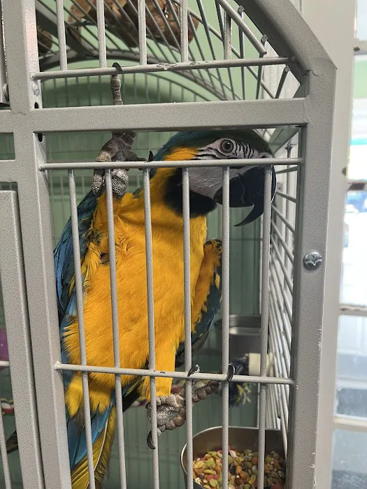 American Bird Company Picture 6
