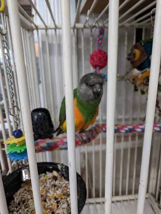 American Bird Company Picture 4