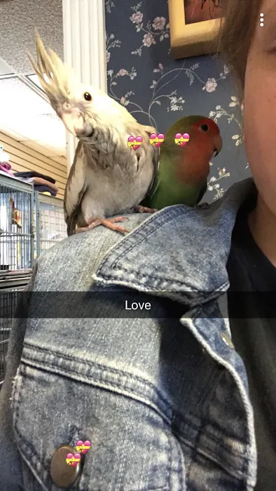 American Bird Company Picture 9