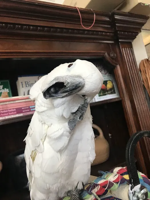 Parrots, Parrots, Parrots, just Parrots Picture 1