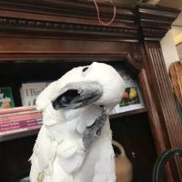 Parrots, Parrots, Parrots, just Parrots ico