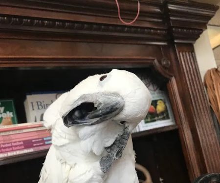 Parrots, Parrots, Parrots, just Parrots