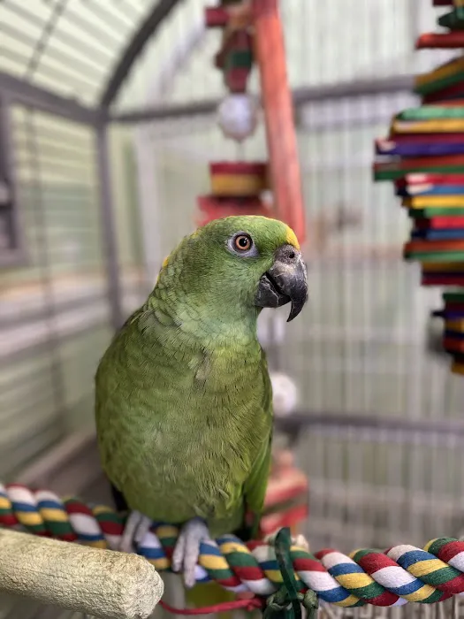 Parrots, Parrots, Parrots, just Parrots Picture 6