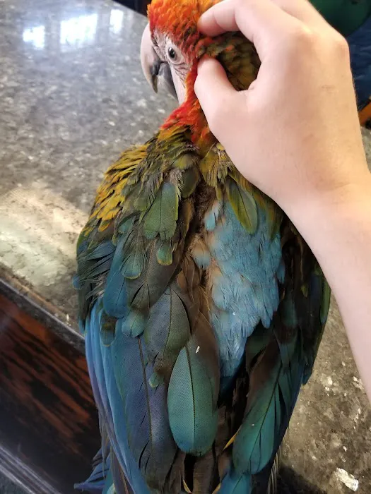 Parrots, Parrots, Parrots, just Parrots Picture 4