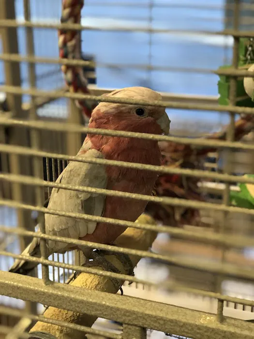 Parrots, Parrots, Parrots, just Parrots Picture 3