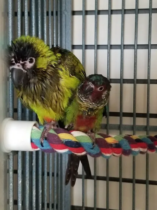 Parrots, Parrots, Parrots, just Parrots Picture 9