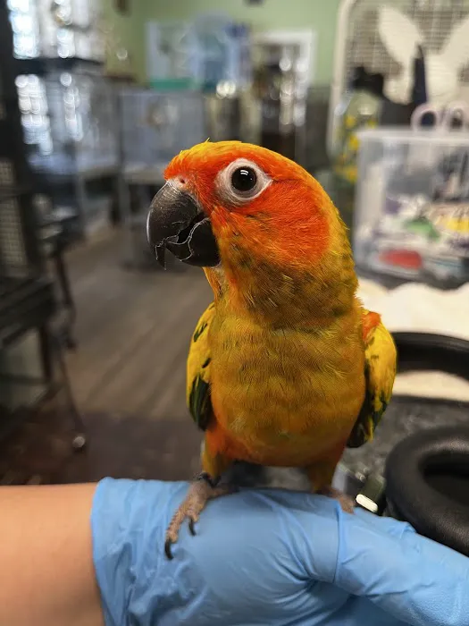 Parrots, Parrots, Parrots, just Parrots Picture 8