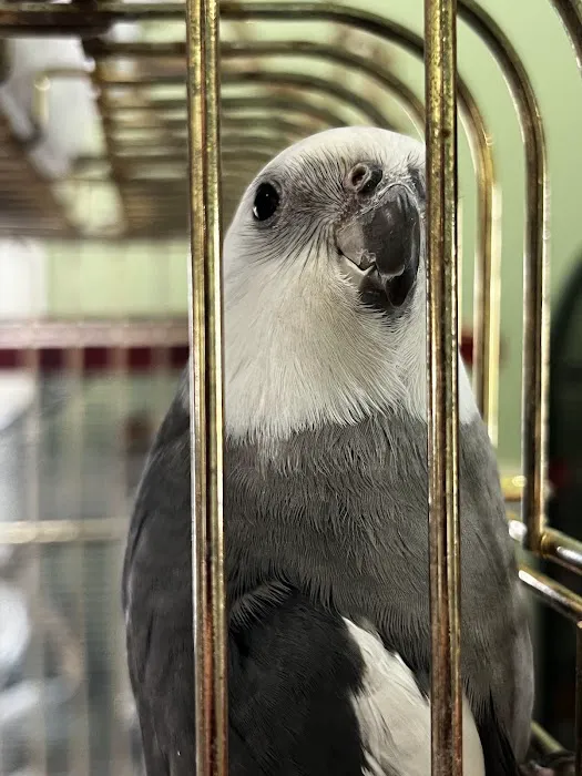 Parrots, Parrots, Parrots, just Parrots Picture 7