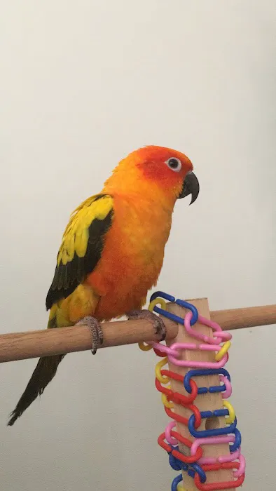 Parrots, Parrots, Parrots, just Parrots Picture 10