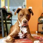 Prism Integrative Veterinary Health
