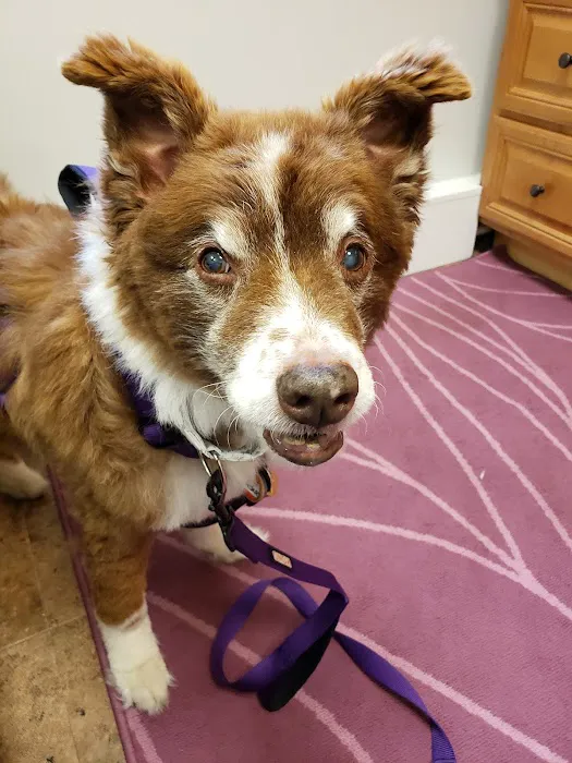 Prism Integrative Veterinary Health Picture 6