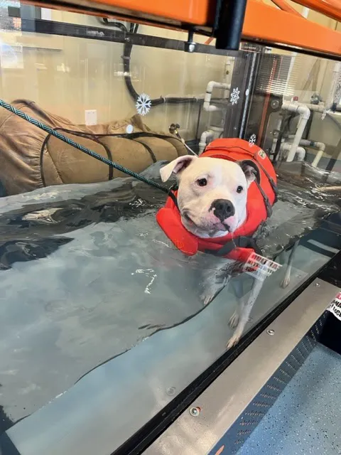 Aquatic Paws - Chantilly Picture 1