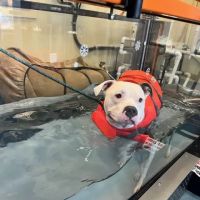 Aquatic Paws - Chantilly ico