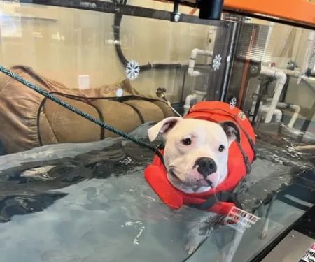 Aquatic Paws - Chantilly