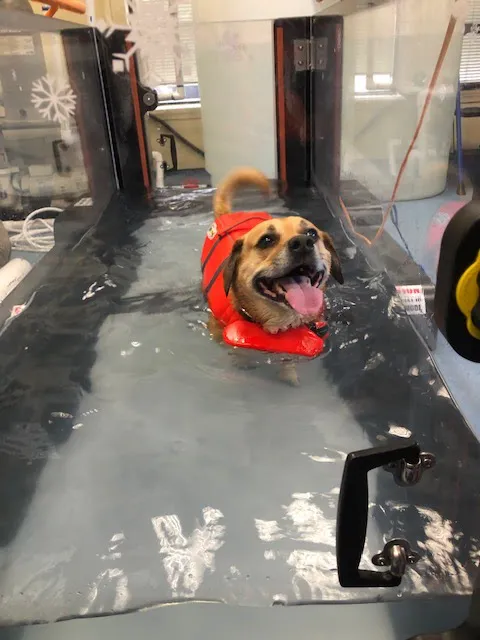 Aquatic Paws - Chantilly Picture 5