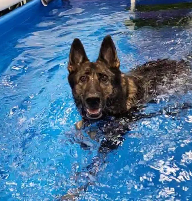 Aquatic Paws - Chantilly Picture 8