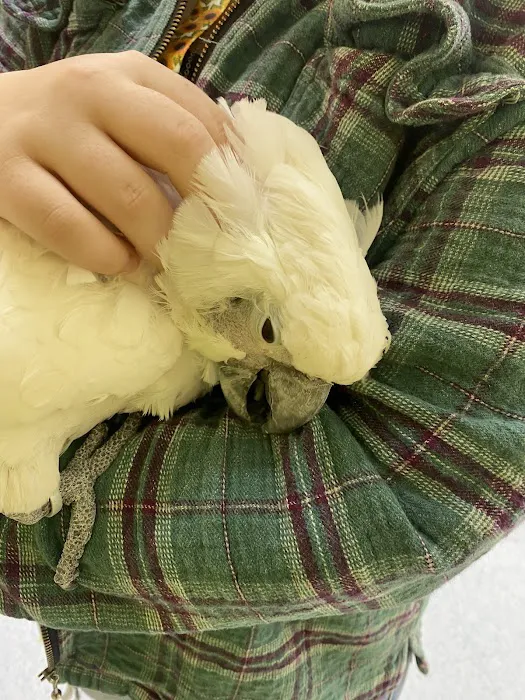 TC Feathers Aviary Picture 6