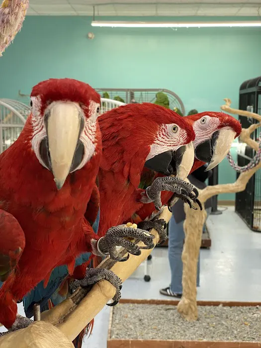 TC Feathers Aviary Picture 7