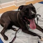Naturopawthic Veterinary Wellness Center
