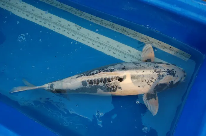 Blue Ribbon Koi & Marine Picture 4