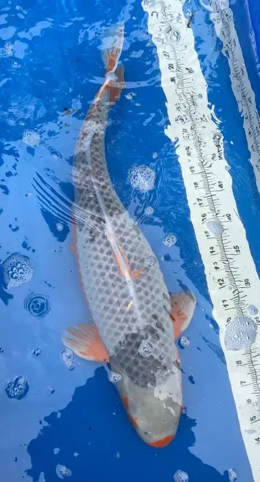 Blue Ribbon Koi & Marine Picture 8