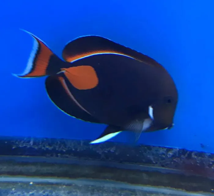 Blue Ribbon Koi & Marine Picture 6