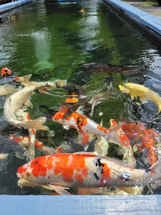 Blue Ribbon Koi & Marine Picture 7