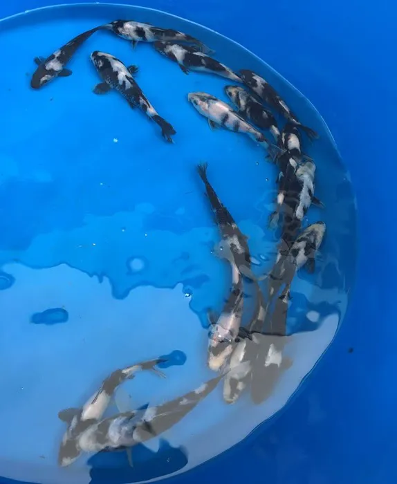 Blue Ribbon Koi & Marine Picture 9