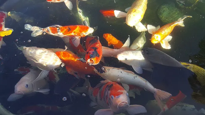 Blue Ribbon Koi & Marine Picture 10