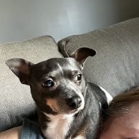 Swimming River Veterinary Hospital ico