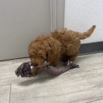 SuperStar Puppies For Sale