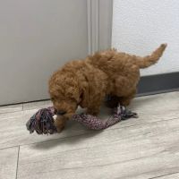 SuperStar Puppies For Sale ico