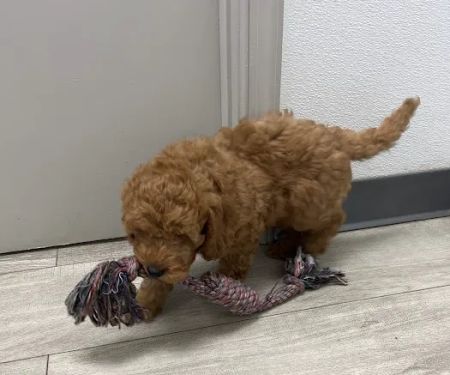 SuperStar Puppies For Sale