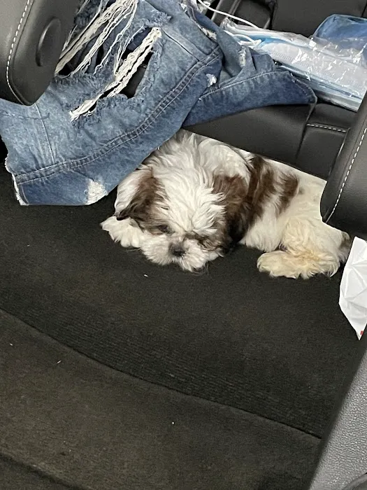 SuperStar Puppies For Sale Picture 2