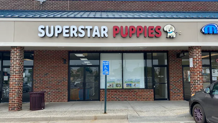 SuperStar Puppies For Sale Picture 3
