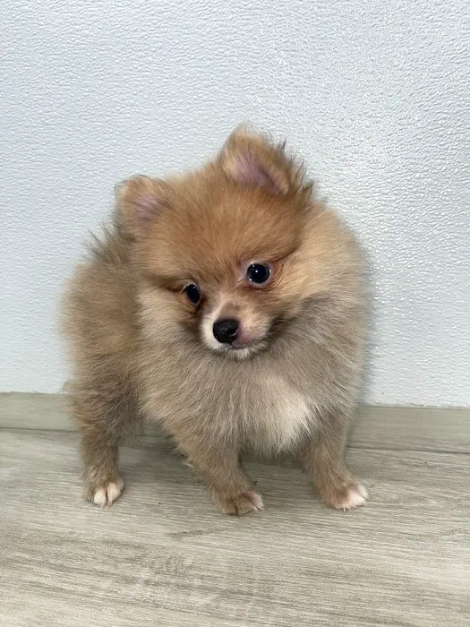 SuperStar Puppies For Sale Picture 9