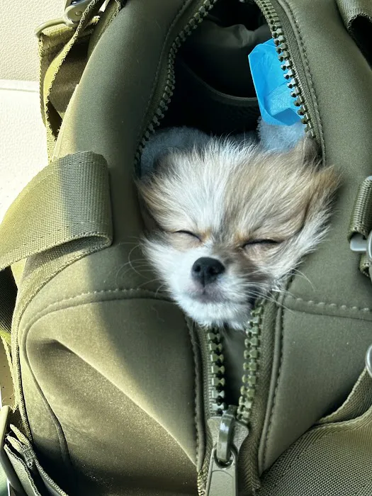 SuperStar Puppies For Sale Picture 10