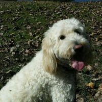 Two Rivers Animal Hospital ico