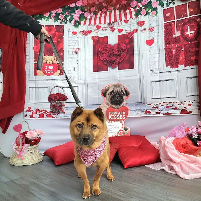 Chico's Natural Pet Market Picture 5
