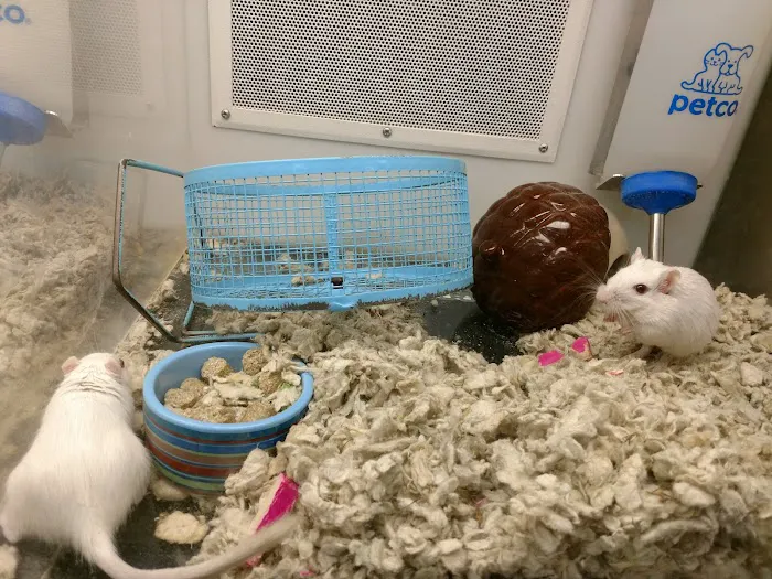 Petco Picture 2