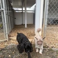 Pet Retreat At Paramount Farms ico