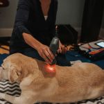 Copper Moon Veterinary Wellness