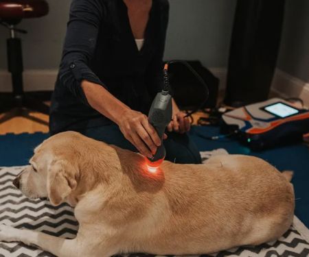Copper Moon Veterinary Wellness