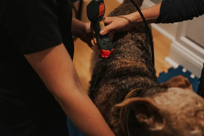 Copper Moon Veterinary Wellness Picture 3