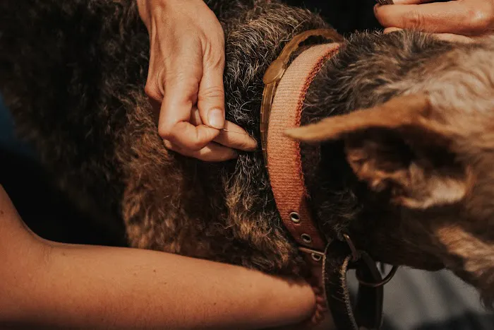 Copper Moon Veterinary Wellness Picture 7